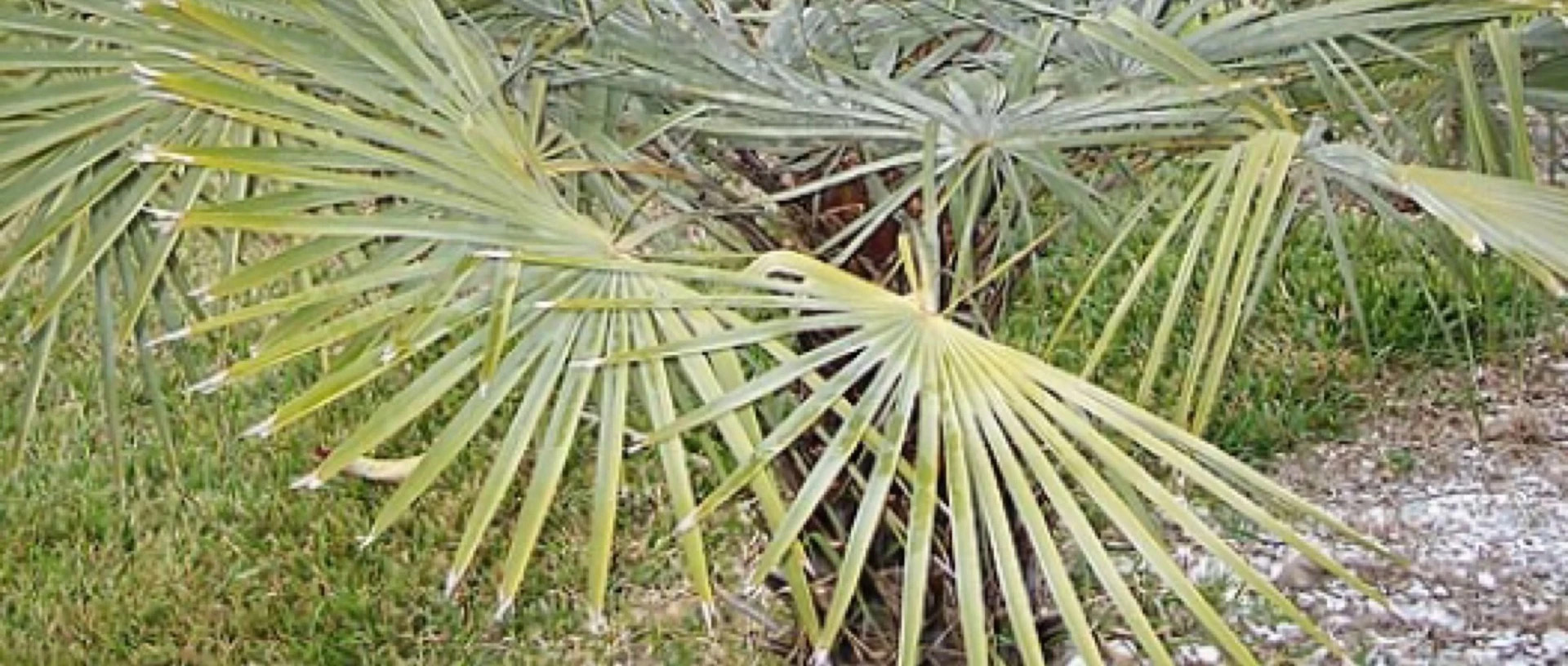 Palmierul din ale carui frunze se extrage ceara de carnauba